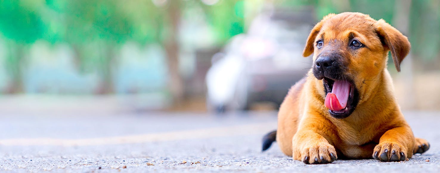 King Kong Inspired Dog Names Popular Male and Female Names Wag!